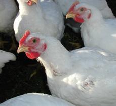 US: House of Raeford Farms cuts broiler production