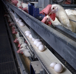 California egg farmers to join lawsuit seeking Prop 2 standards