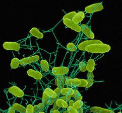 Stress treatments show that Salmonella is a tough cookie