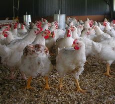 Poultry CRC studies effect of incubation on leg strength