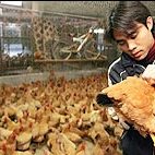 Live poultry market closes in Beijing