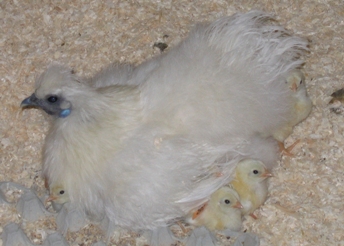 Preventing feather pecking in laying hens