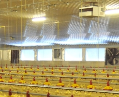 Fan study highlights improved poultry conditions and energy savings