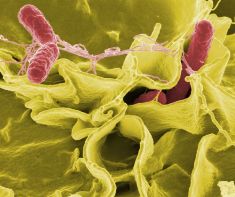Research: Salmonella control in poultry through probiotics
