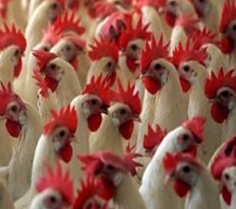 Increase in poultry production expected in Russia