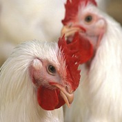 Brazil poultry industry recovers from bird flu scare