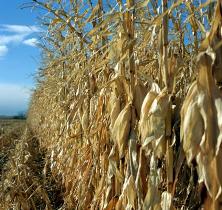 US chicken industry urges Congress to cut ethanol mandate