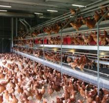 Study: Salmonella concerns in alternative housing systems for laying hens