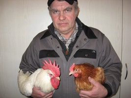Little known Danish Hellevad chicken could hold key to robust health