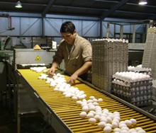 Promising future for the egg Industry