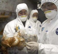 Korean poultry industry strong despite HPAI outbreaks
