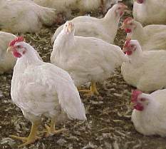 Broiler survey shows potential for better disease control