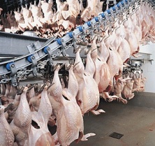 VION UK to re-organise its poultry processing operations