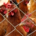 British poultry register tops 250m birds