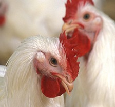 USDA urged to prohibit antibiotic-resistant Salmonella in Poultry