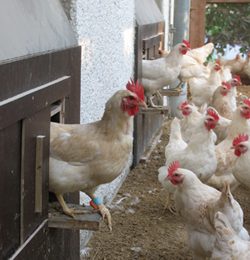 Free range behaving birds produce less eggs