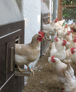 Free range behaving birds produce less eggs