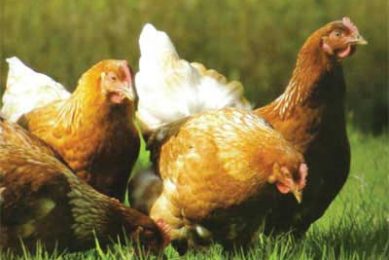 Part-organic pullet system to be extended