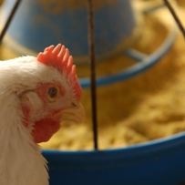 FDA: Pfizer will voluntarily suspend sale of poultry drug