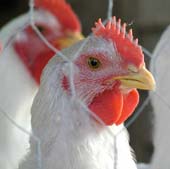 Two deaths in two days from bird flu