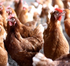 Poultry farmers offered layer system loan discounts