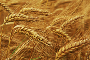 FAO: “Higher agriculture commodity prices here to stay”