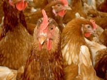 Research into the digestion of organic laying hens