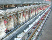On farm test to early detect Salmonella