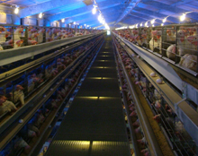 US egg producers and HSUS agree on new rules for layer housing
