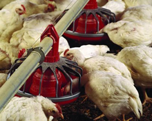 Natural feed additive marking contamination on carcasses