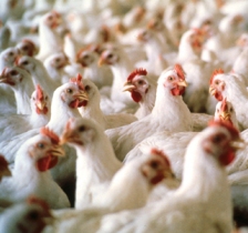 US poultry industry responds to ‘misplaced’ environmental report