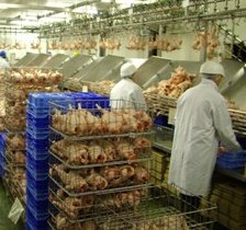 Cherkizovo reports strong growth in poultry division