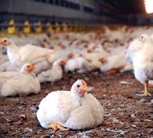 Research: Yeast protein concentrate and heat stress in broilers