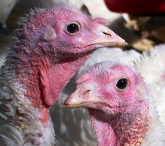 AMI assures consumers that turkey is safe