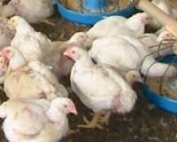 Study: Organic poultry have fewer drug-resistant bacteria