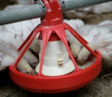 Poultry industry contributes to Indonesian feed production growth