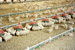 Phytase use in poultry diets: Going beyond phosphorus release