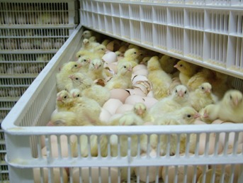 Different breeds demand different incubation measures