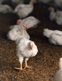 Healthy flocks from therapeutic nutrition