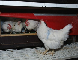 Breeding to respond to housing conditions