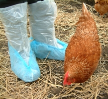 Salmonella boot swab kit launched for poultry producers