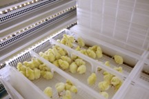 First HatchBrood facility opened in Poland