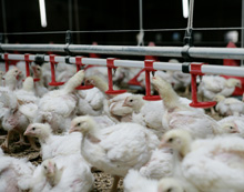 ‘Poultry will be winning protein in next decade’