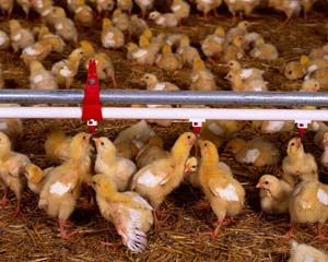 Achieving optimal water pressure in the poultry house
