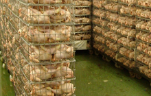 Moldova planning 20% increase in poultry production in 2012