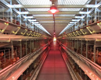 Canadian poultry farmer pleased with LED lighting