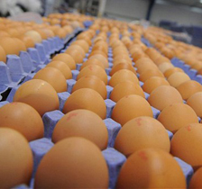 Australia studies environmental management of egg industry