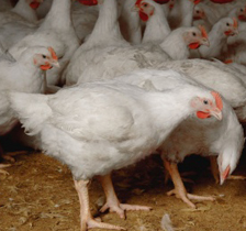 Finding suitable alternatives to antibiotics in broiler production