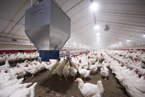 VDL Agrotech introduces new male feeding system