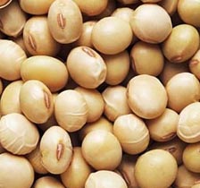 Soya bean shortage concerns Zambian poultry industry